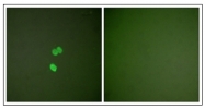 AP31344PU-N - Galectin-3