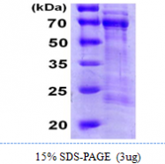 AR09885PU-N - CDC25A
