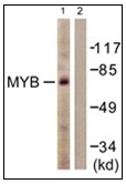 AP31223PU-N - MYB