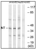 AP31263PU-N - Neurotrimin