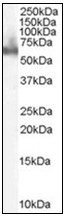 AP31281PU-N - DOK3