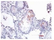 AM02221PU-S - Defensin beta 2