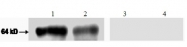 AM31485AF-N - Glypican-1 / GPC1