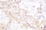 AP06394PU-N - Histone H3