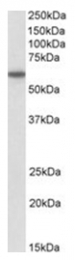 AP23702PU-N - CD80