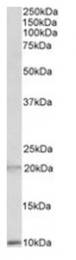 AP23709PU-N - Defensin alpha 1