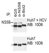 AM26119PU-N - HCV NS5B