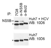 AM26120PU-N - HCV NS5B