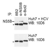 AM26121PU-N - HCV NS5B