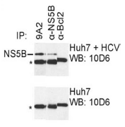 AM26122PU-N - HCV NS5B