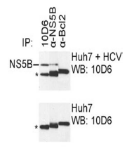 AM26123PU-N - HCV NS5B