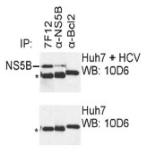 AM26125PU-N - HCV NS5B