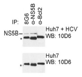 AM26126PU-N - HCV NS5B