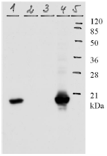 AM26114PU-N - HPV11 E7 Protein