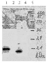 AM26117PU-N - HPV18 E7 Protein