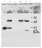 AM26117PU-N - HPV18 E7 Protein