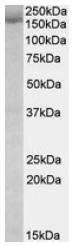 AP23705PU-N - STAG2 / Stromal antigen 2
