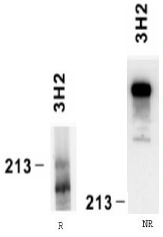 AM26107PU-N - Laminin alpha 4
