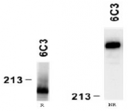 AM26108PU-N - Laminin alpha 4