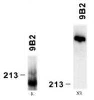 AM26109PU-N - Laminin alpha 4