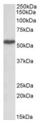 AP23727PU-N - LSP1 / WP34