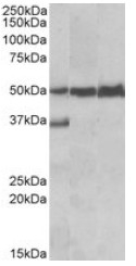 AP23728PU-N - LSP1 / WP34