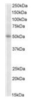 AP23735PU-N - TRIP6 / OIP1