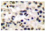AP06125PU-N - c-fos