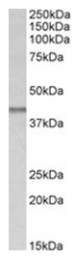 AP31411PU-N - Isocitric dehydrogenase beta / IDH3B