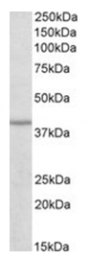 AP31421PU-N - Isocitric dehydrogenase beta / IDH3B