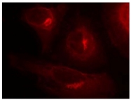 AP02309PU-S - GSK3 alpha