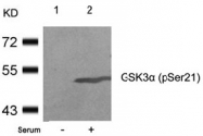 AP02309PU-S - GSK3 alpha