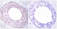 AP02312PU-S - RELA / NF-kB p65