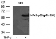 AP02312PU-S - RELA / NF-kB p65