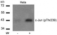 AP02325PU-S - AP-1 / c-Jun