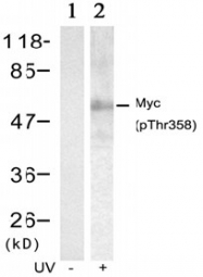 AP02336PU-S - c-Myc