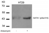 AP02342PU-S - GATA1
