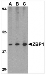 AP26319PU-N - ZBP1