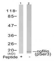 AP02426PU-S - Cofilin-1