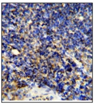 AP11621PU-N - CD45 / LCA