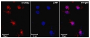AM03160PU-S - 8-Hydroxy-Guanosine / 8-OHG