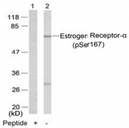 AP02371PU-S - Estrogen receptor alpha