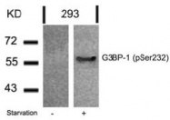 AP02380PU-S - G3BP1 / G3BP