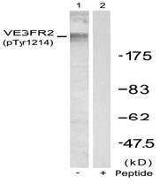 AP02383PU-S - CD309 / VEGFR-2 / Flk-1