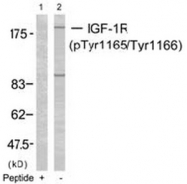 AP02386PU-S - CD221 / IGF1R