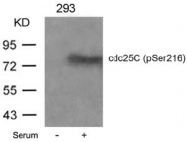 AP02408PU-S - CDC25C