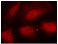 AP02460PU-S - Histone H3.1