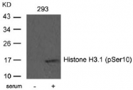 AP02460PU-S - Histone H3.1