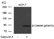 AP02477PU-S - Catenin beta-1
