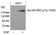 AP08032PU-N - ERBB3 / HER3